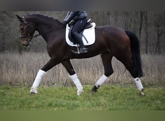 Anglo European Studbook, Mare, 9 years, 16.3 hh, Brown