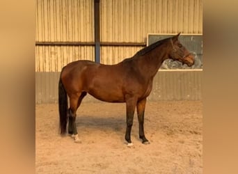 Anglo European Studbook, Mare, 9 years, 16 hh, Brown