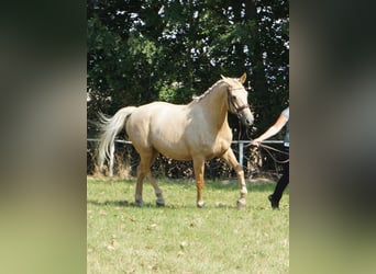 Anglo European Studbook, Mare, 9 years, 16 hh, Palomino