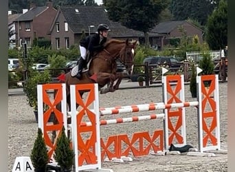 Anglo European Studbook, Mare, 9 years, 16,1 hh, Chestnut-Red