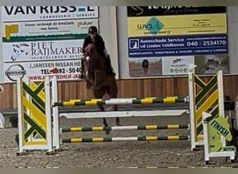 Anglo European Studbook, Mare, 9 years, 16,1 hh, Chestnut-Red