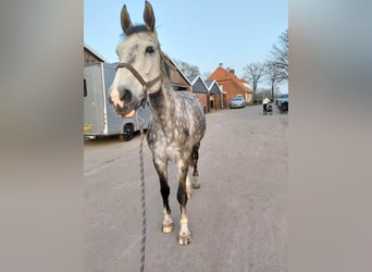 Anglo European Studbook, Mare, 9 years, 16,2 hh, Grey