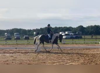 Anglo European Studbook, Mare, 9 years, 16,2 hh, Pinto