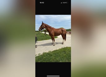 Anglo European Studbook, Mare, 9 years, 17 hh, Chestnut