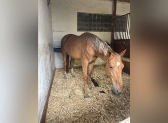 Anglo European Studbook, Mare, 9 years, 18 hh