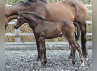 Anglo European Studbook, Mare, Foal (05/2024), 16.2 hh, Bay