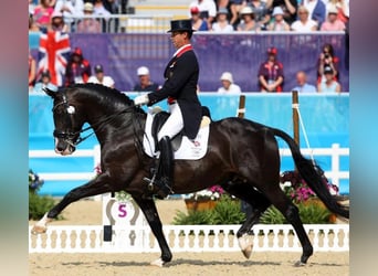 Anglo European Studbook, Mare, Foal (05/2024), 16.2 hh, Bay