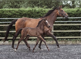 Anglo European Studbook, Mare, Foal (05/2024), 16.2 hh, Bay