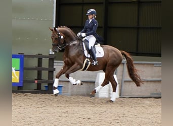 Anglo European Studbook, Mare, Foal (05/2024), 16.2 hh, Bay