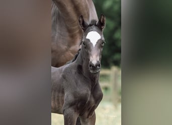 Anglo European Studbook, Mare, Foal (05/2024), 16.2 hh, Bay