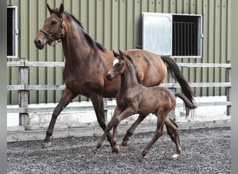 Anglo European Studbook, Mare, Foal (05/2024), 16.2 hh, Bay