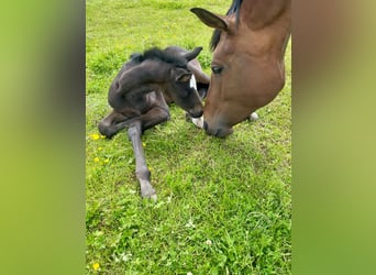 Anglo European Studbook, Mare, Foal (05/2024), 16.2 hh, Bay