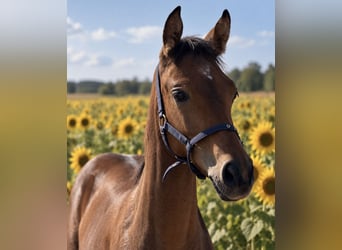 Anglo European Studbook, Mare, Foal (05/2026), 16.2 hh, Brown