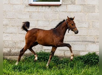 Anglo European Studbook, Mare, Foal (05/2026), 16.2 hh, Brown