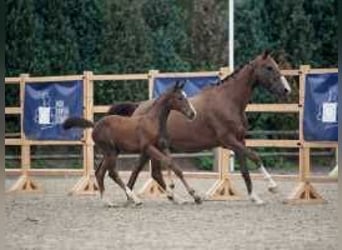 Anglo European Studbook, Mare, Foal (06/2024), 16,2 hh, Brown