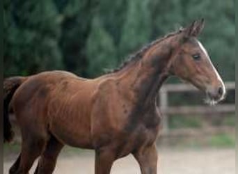 Anglo European Studbook, Mare, Foal (06/2024), 16,2 hh, Brown