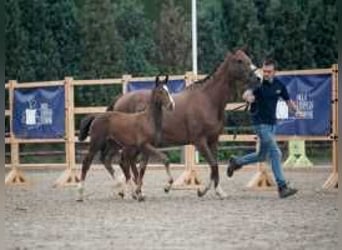 Anglo European Studbook, Mare, Foal (06/2024), 16,2 hh, Brown