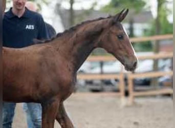 Anglo European Studbook, Mare, Foal (06/2024), 16,2 hh, Brown