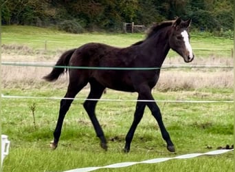 Anglo European Studbook, Mare, Foal (06/2023), 16.2 hh, Gray