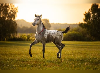 Anglo European Studbook, Mare, Foal (06/2025), 16.2 hh, Leopard-Piebald