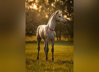 Anglo European Studbook, Mare, Foal (06/2025), 16.2 hh, Leopard-Piebald