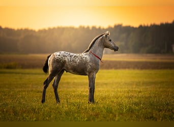 Anglo European Studbook, Mare, Foal (06/2025), 16.2 hh, Leopard-Piebald