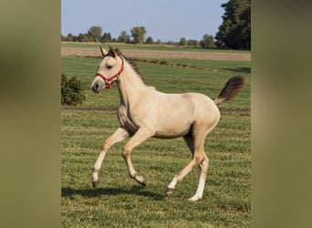 Anglo European Studbook, Mare, Foal (05/2026), 16 hh, Leopard-Piebald