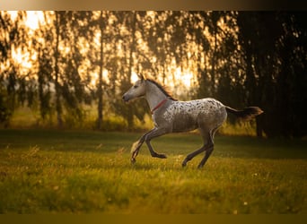 Anglo European Studbook, Mare, Foal (06/2025), 16,2 hh, Leopard-Piebald