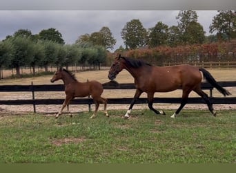 Anglo European Studbook, Mare, Foal (06/2025), Brown
