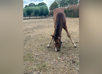 Anglo European Studbook, Mare, Foal (06/2025), Brown