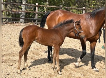 Anglo European Studbook, Mare, Foal (06/2025), Brown