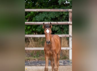 Anglo European Studbook, Mare, Foal (05/2025), Brown