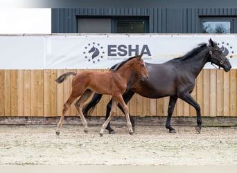 Anglo European Studbook, Mare, Foal (05/2025), Brown