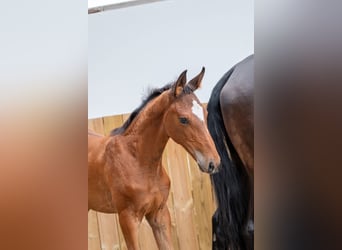 Anglo European Studbook, Mare, Foal (05/2025), Brown