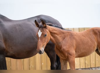 Anglo European Studbook, Mare, Foal (05/2025), Brown