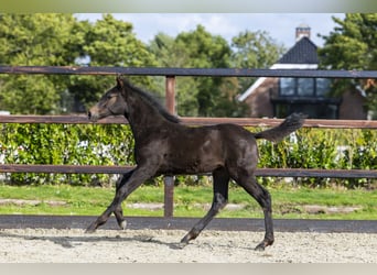 Anglo European Studbook, Mare, Foal (06/2025), Brown
