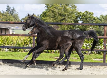Anglo European Studbook, Mare, Foal (06/2025), Brown