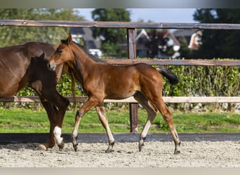Anglo European Studbook, Mare, Foal (06/2025), Brown