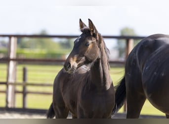 Anglo European Studbook, Mare, Foal (06/2025), Brown