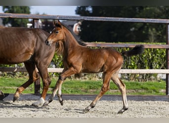Anglo European Studbook, Mare, Foal (06/2025), Brown