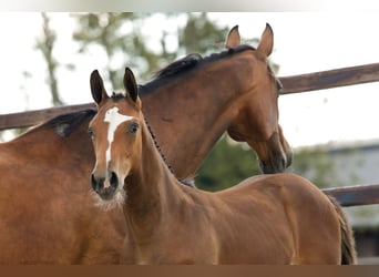 Anglo European Studbook, Mare, Foal (04/2026), Brown