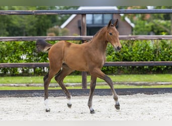 Anglo European Studbook, Mare, Foal (04/2026), Brown