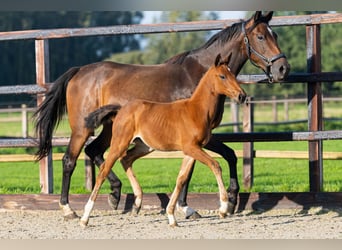 Anglo European Studbook, Mare, Foal (07/2026), Brown