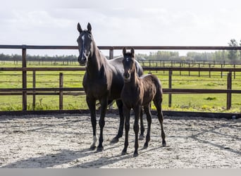 Anglo European Studbook, Mare, Foal (06/2025), Brown