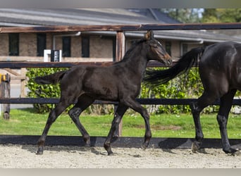 Anglo European Studbook, Mare, Foal (06/2025), Brown