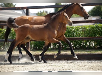 Anglo European Studbook, Mare, Foal (04/2026), Brown