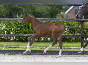 Anglo European Studbook, Mare, Foal (04/2026), Brown