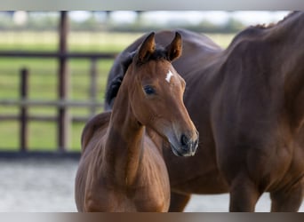 Anglo European Studbook, Mare, Foal (06/2025), Brown
