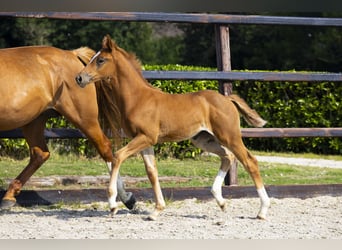 Anglo European Studbook, Mare, Foal (05/2025), Chestnut-Red