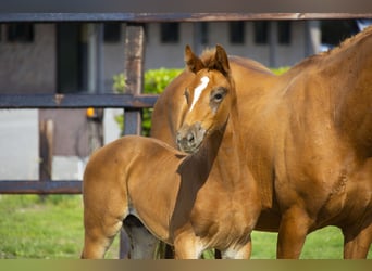 Anglo European Studbook, Mare, Foal (05/2025), Chestnut-Red